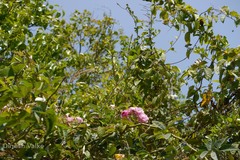 Rosa multiflora
